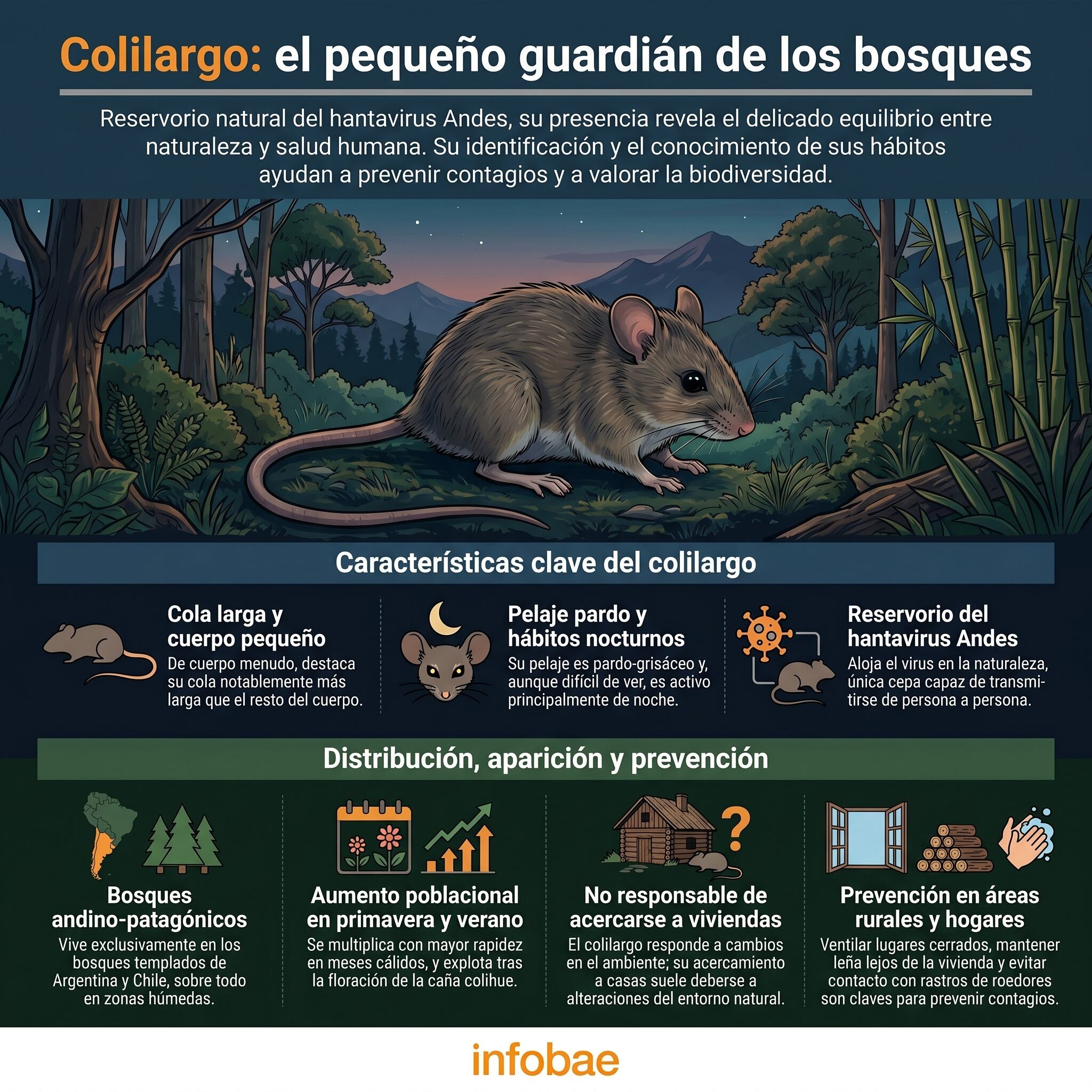 El equilibrio ecológico del colilargo es esencial para la salud de los bosques patagónicos (Imagen Ilustrativa Infobae)
