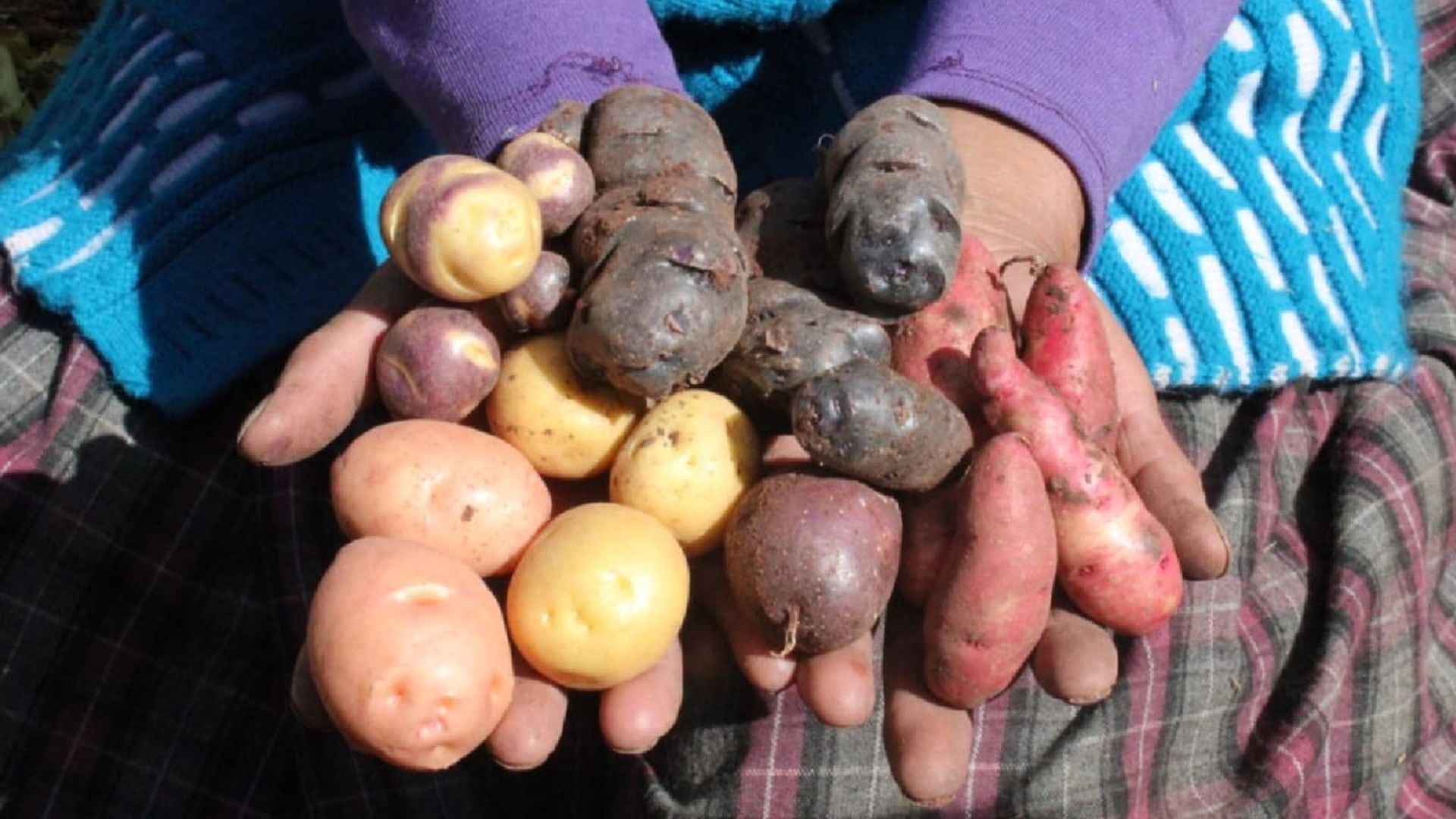 La investigación demuestra que los pueblos indígenas de los Andes peruanos presentan el mayor número de copias del gen AMY1, relacionado con la digestión del almidón (Andina)
