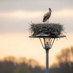Cómo la urbanización transforma el comportamiento animal: el patrón que se repite en 133 especies