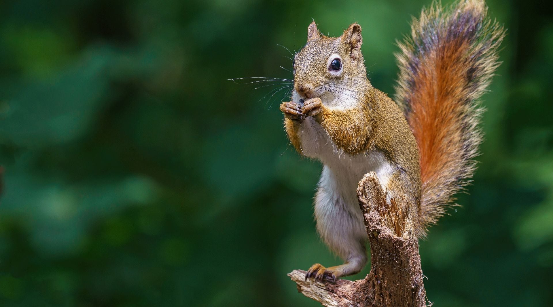 La mayor exposición al riesgo y la menor aversión hacia los humanos incrementan el contacto directo entre personas y fauna silvestre urbana (Freepik)