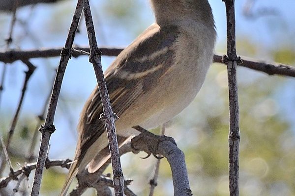 Cómo un ave del tamaño de un gorrión logra migrar 6.000 km de noche y volar 28 horas sin parar