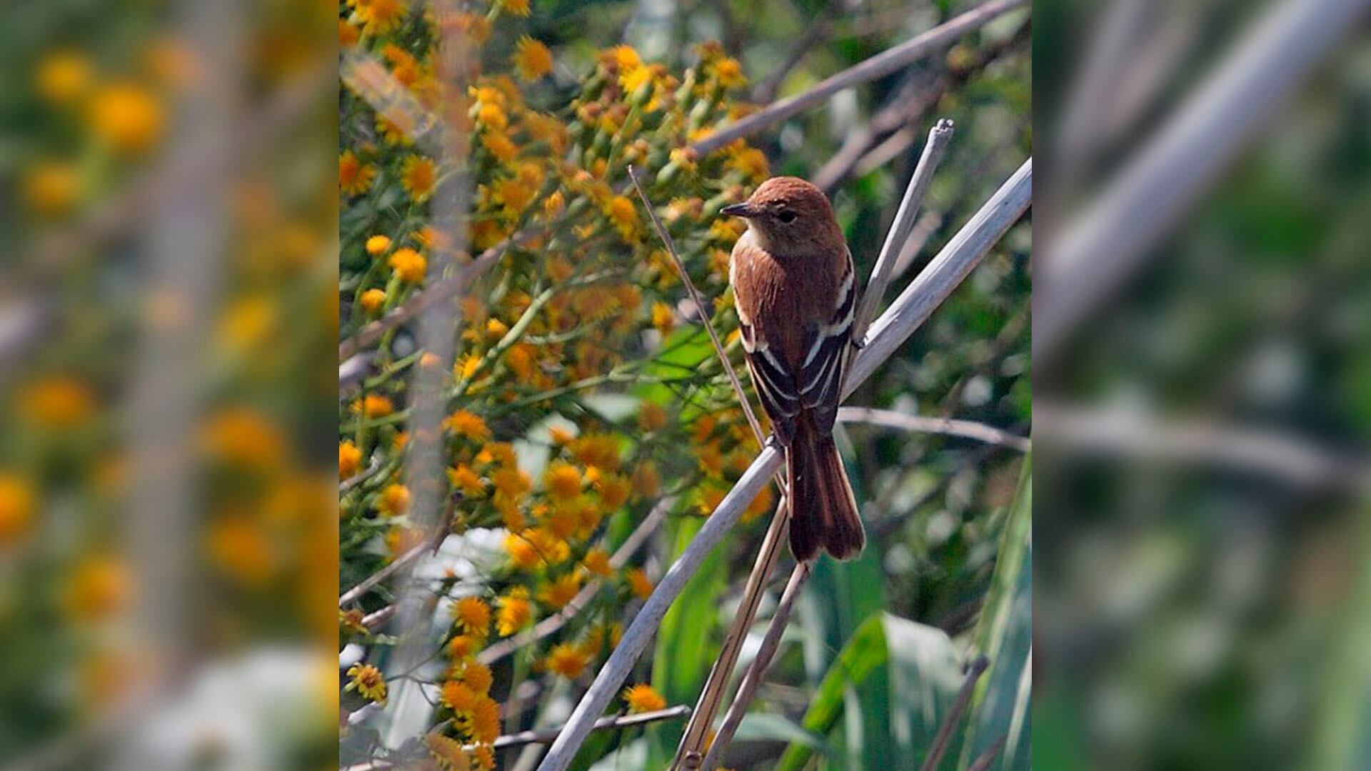 El fiofío silbón es también un dispersor de semillas: al comer frutas silvestres contribuye a la regeneración del bosque patagónico (Archivo Andrés García SIB)