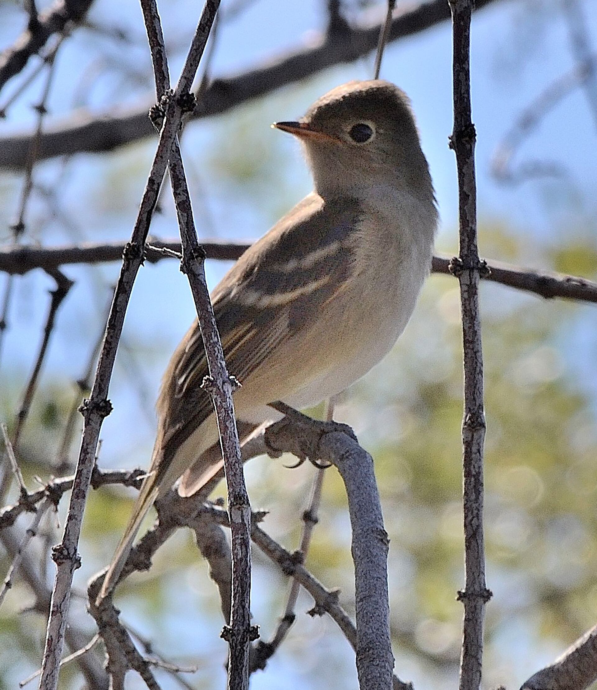Durante el invierno austral, el fiofío se desplaza al norte de Brasil en busca de alimento (Víctor Cueto)