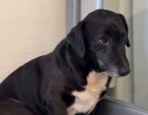 Conmovedor momento en el programa de Coco Sily en la radio: un perro viejito se refugió en el estudio