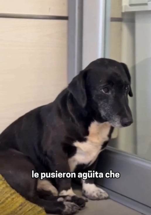 Conmovedor momento en el programa de Coco Sily en la radio: un perro viejito se refugió en el estudio