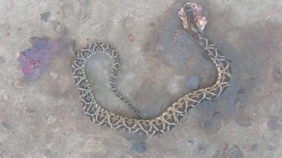 La yarará de la cruz es la especie responsable de la mayoría de los accidentes ofídicos registrados en Argentina