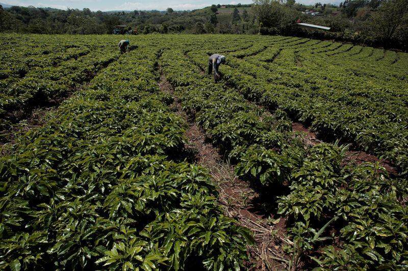  la compañía invertirá USD 39 millones en el desarrollo de la planta, que estará ubicada en La Argentina de Grecia y ocupará un terreno de siete hectáreas. REUTERS/Juan Carlos Ulate