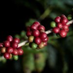 Costa Rica: Café Britt anuncia inversión de USD 39 millones en una nueva planta en la provincia de Alajuela