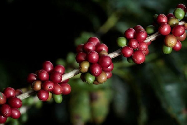 Costa Rica: Café Britt anuncia inversión de USD 39 millones en una nueva planta en la provincia de Alajuela