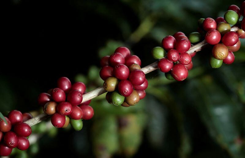 Costa Rica: Café Britt anuncia inversión de USD 39 millones en una nueva planta en la provincia de Alajuela