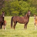 Del turf al polo: cómo el caballo se convirtió en una industria clave para la Argentina