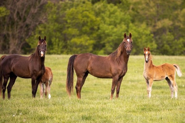 Del turf al polo: cómo el caballo se convirtió en una industria clave para la Argentina