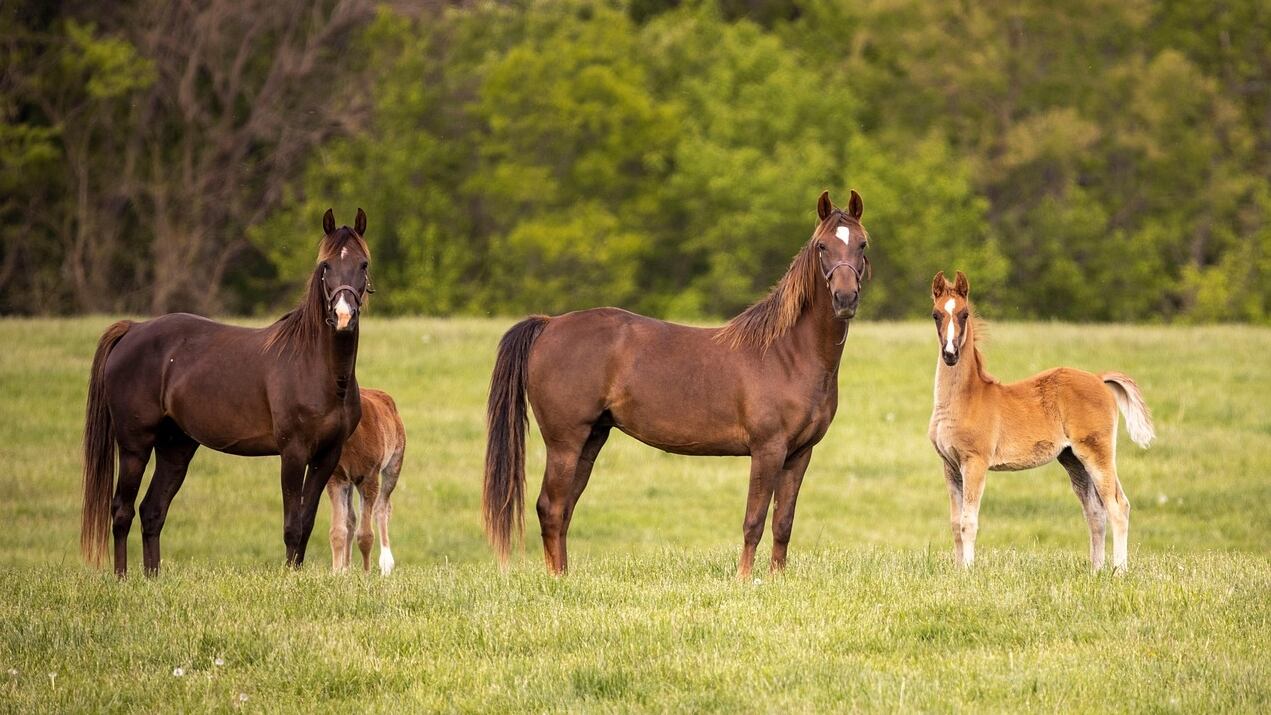 Del turf al polo: cómo el caballo se convirtió en una industria clave para la Argentina