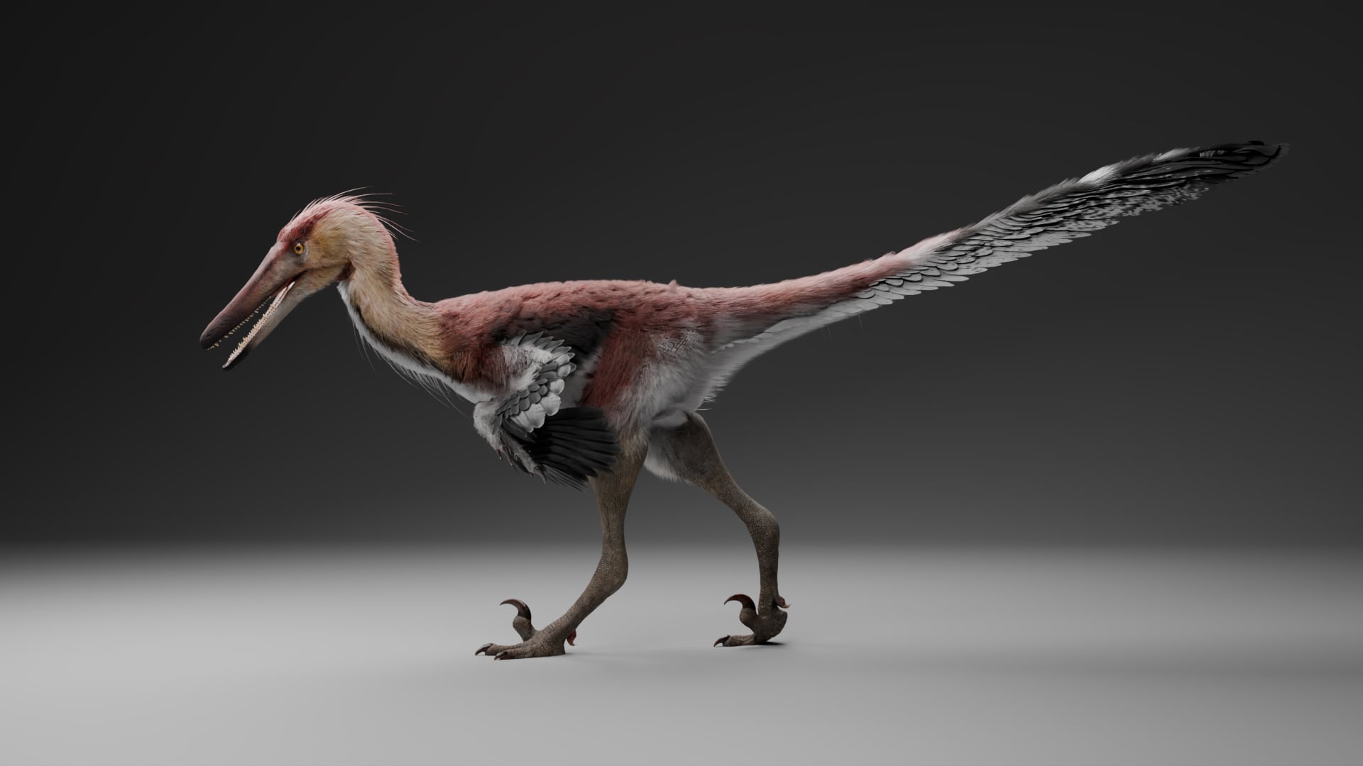 El hallazgo de Kank australis en Santa Cruz amplía el registro fósil de dinosaurios unenlágidos en la Patagonia argentina
(Reconstrucción: Gabriel Díaz Yantén)