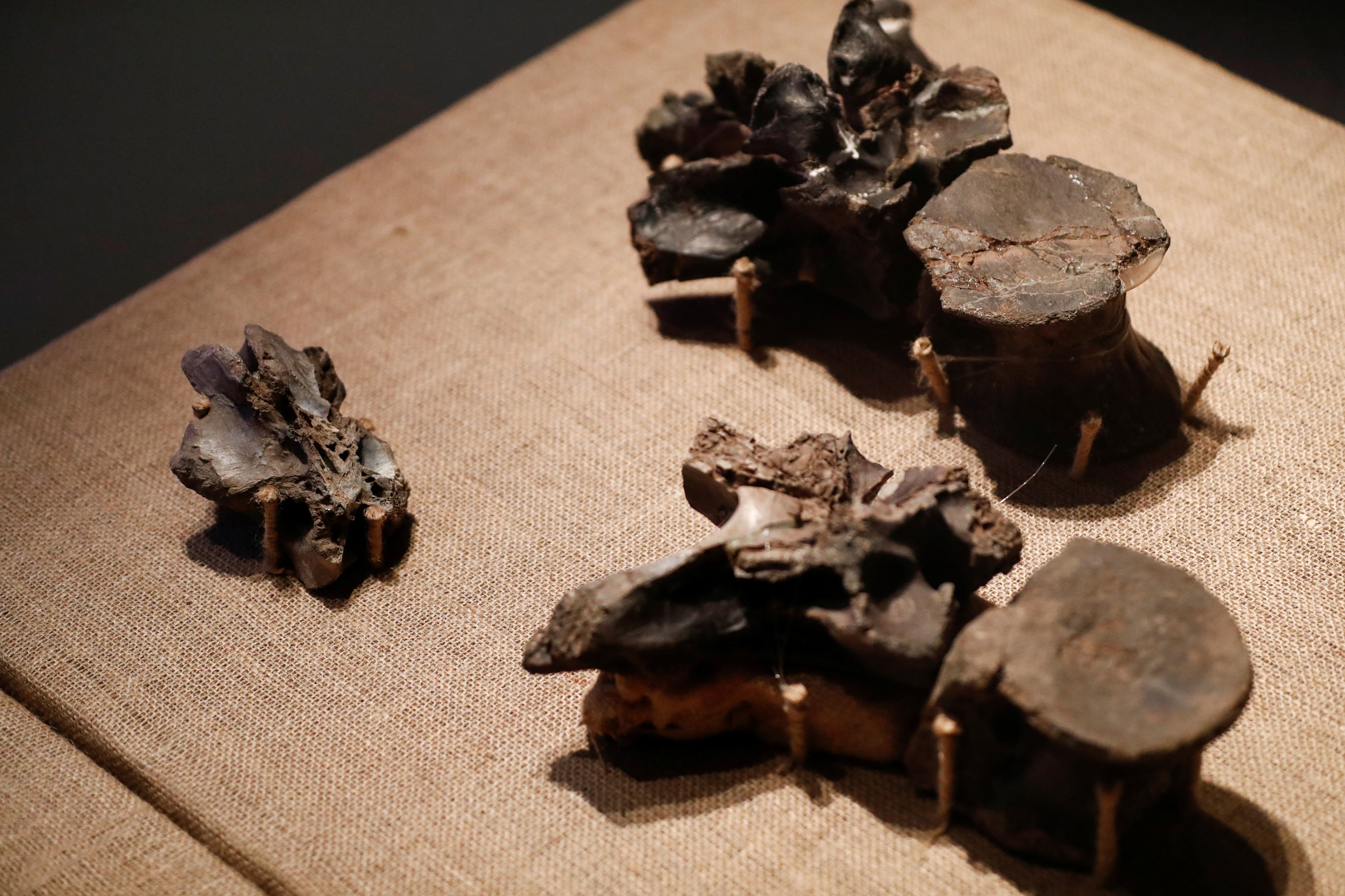 El dinosaurio Maip macrothorax habitó en el mismo ambiente que la especie Kank australis (Archivo REUTERS/Agustin Marcarian)