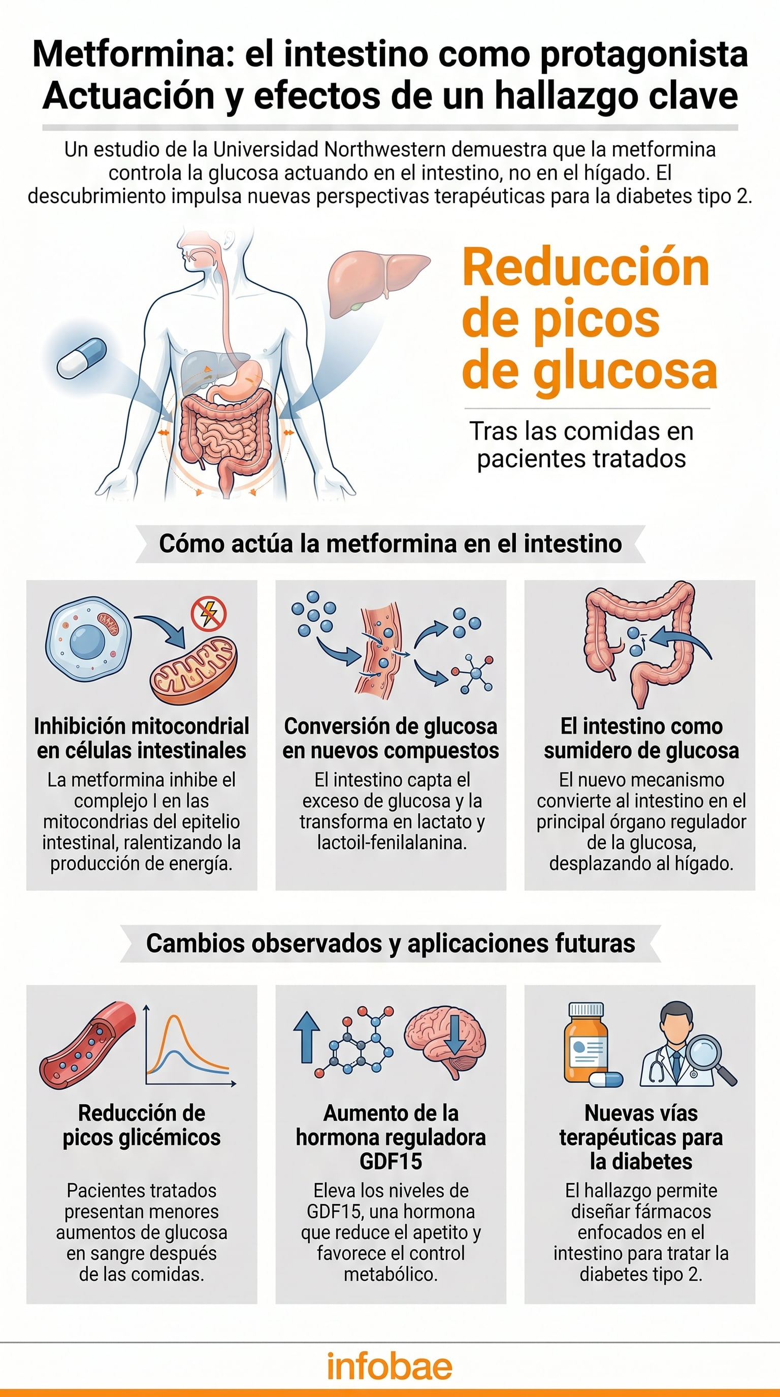 Un estudio de la Universidad Northwestern revela que la metformina controla la glucosa actuando en el intestino, abriendo nuevas vías terapéuticas para la diabetes tipo 2. (Imagen Ilustrativa Infobae)