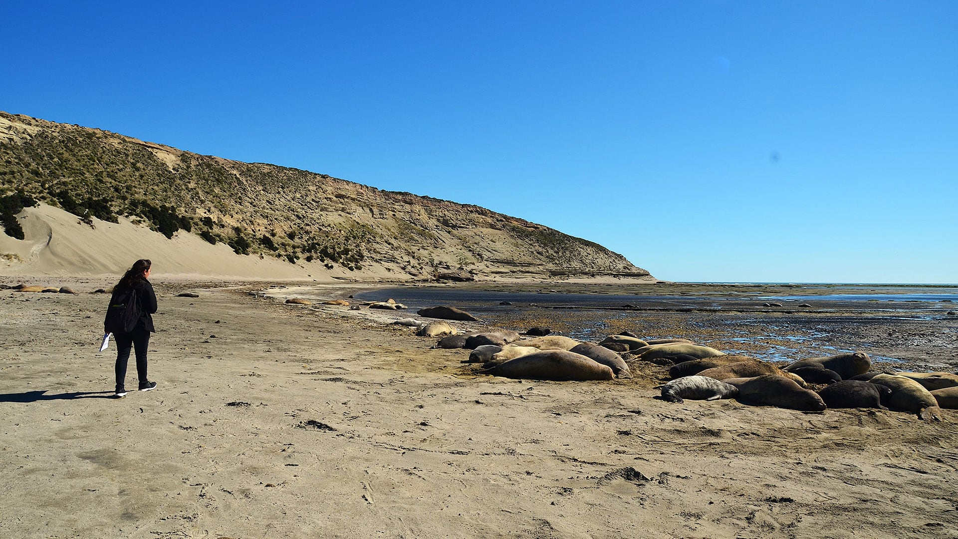 Científicos de Argentina y EE.UU. revelaron que los elefantes marinos usan estrategias respiratorias en tierra similares a las del buceo profundo (Carolina De León)