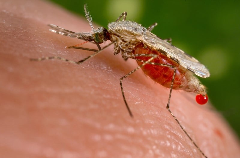 La malaria es causada por el parásito Plasmodium, transmitido al ser humano a través de la picadura de mosquitos hembra del género Anopheles infectados (Archivo REUTERS/Jim Gathany/CDC)