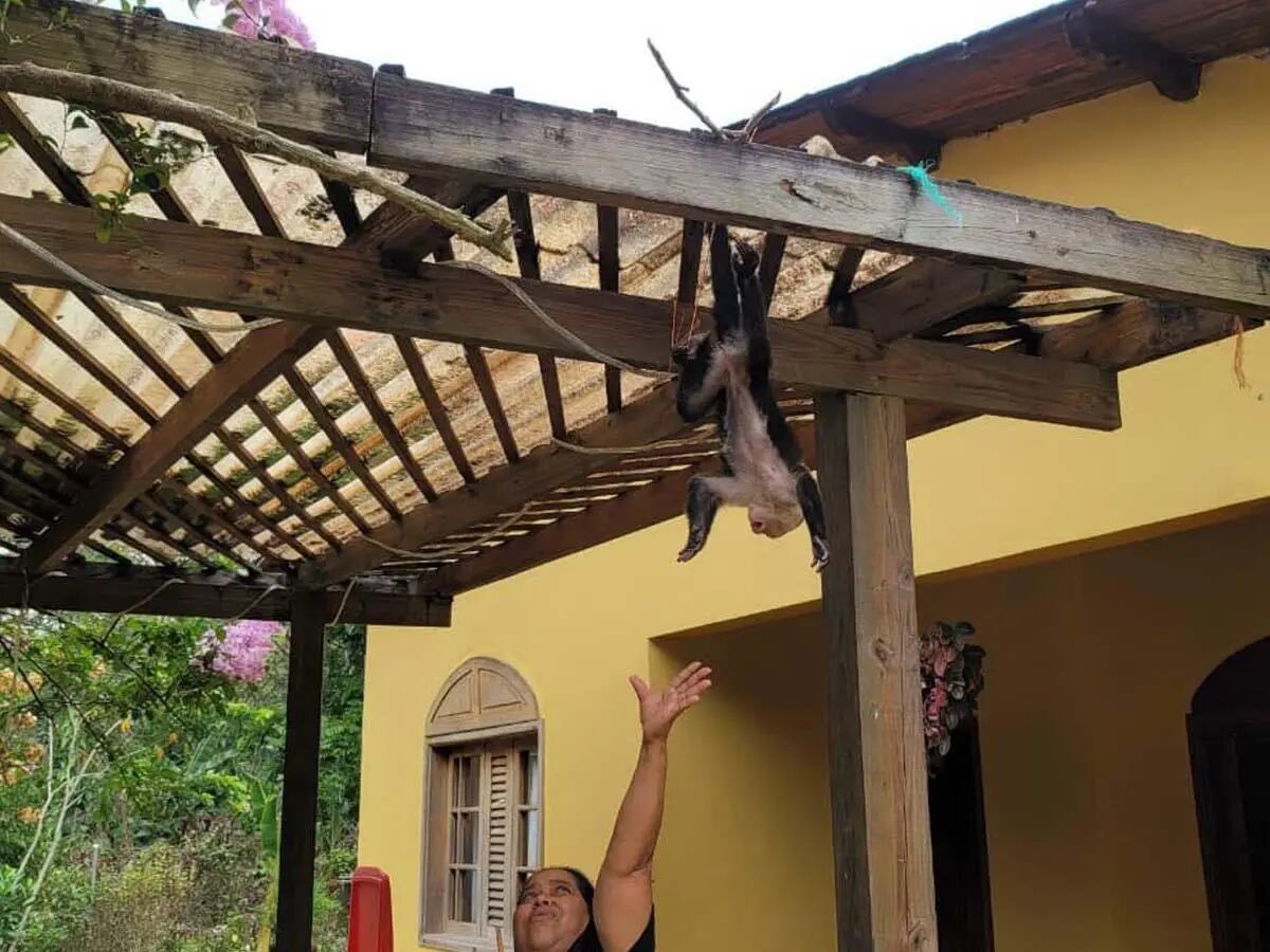 Las especies silvestres permanecían en cautiverio dentro de una propiedad privada. (FOTO: La Prensa)