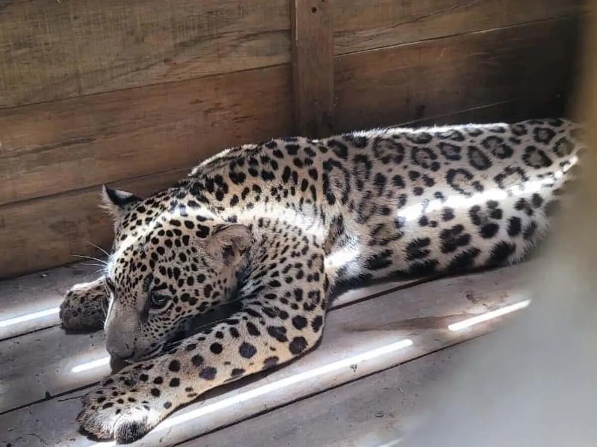 Expertos advierten que mantener animales salvajes como mascotas representa riesgos ecológicos y de seguridad. (FOTO: La Prensa)