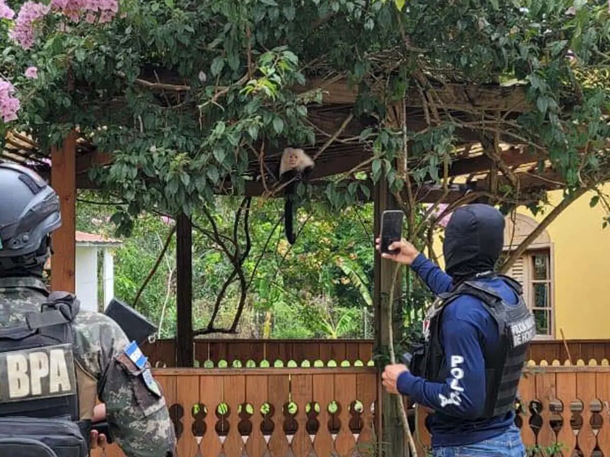 Además del jaguar, agentes encontraron un mono cara blanca, loros y una serpiente pitón. (FOTO: La Prensa)