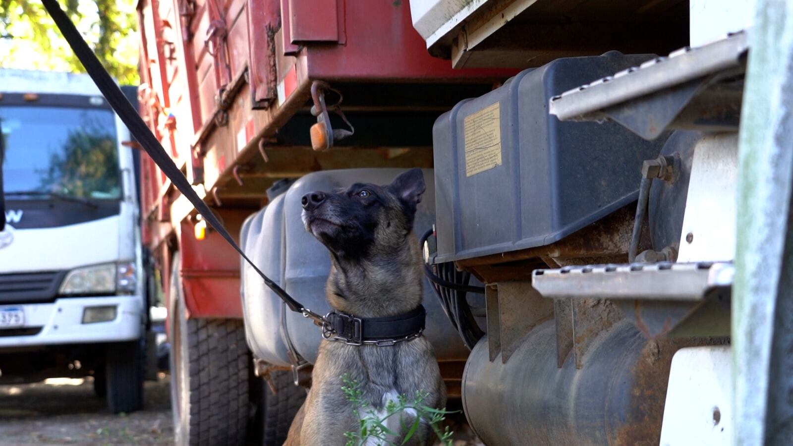 Drago, el perro policía que fue clave en la importante incautación de droga
