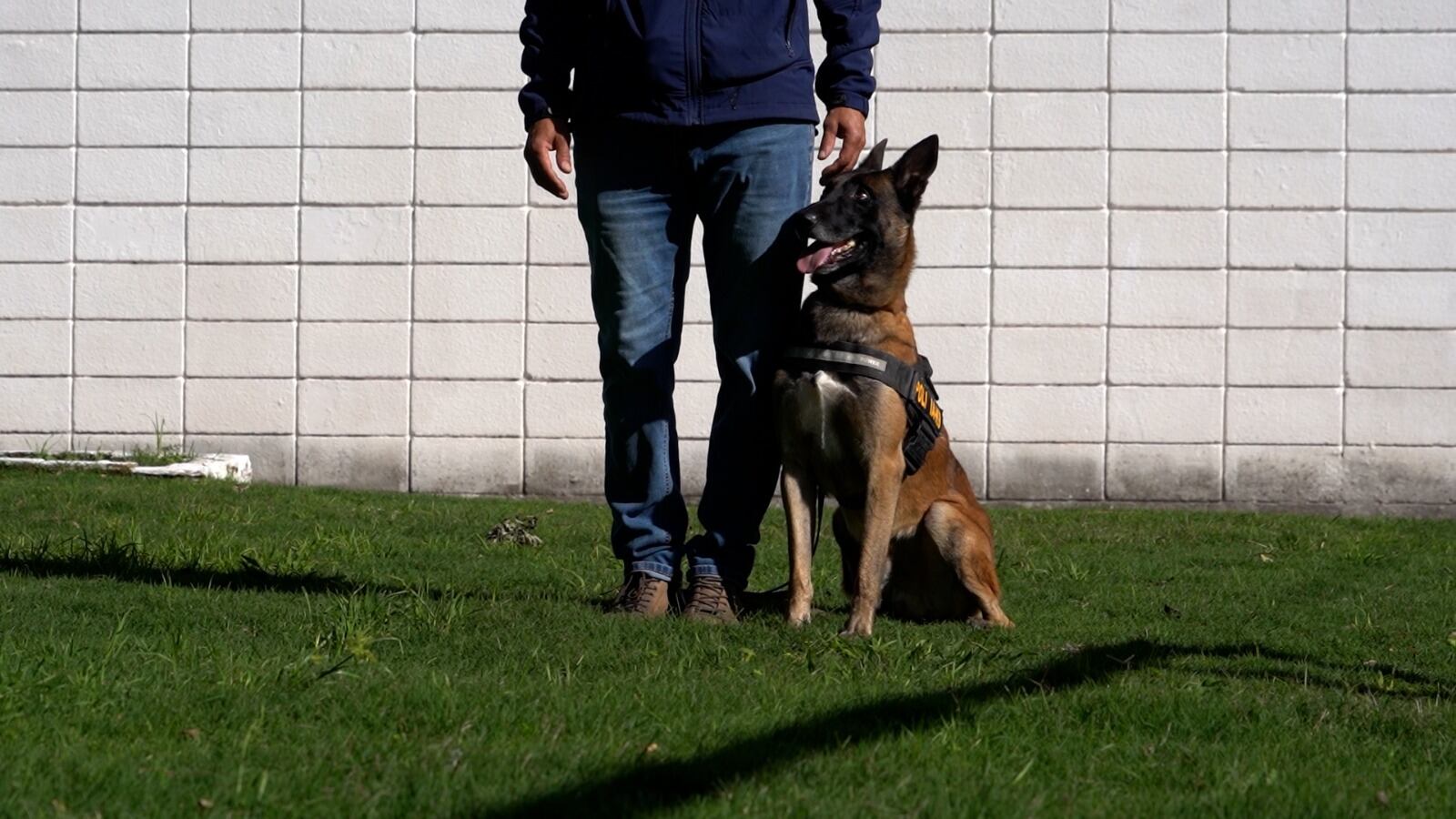 Drago, un perro adiestrado que fue clave para detectar pasta base (Ministerio del Interior)