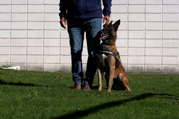 Drago, el perro policía uruguayo que encontró 118 kilos de droga y se volvió clave en la lucha contra el narcotráfico