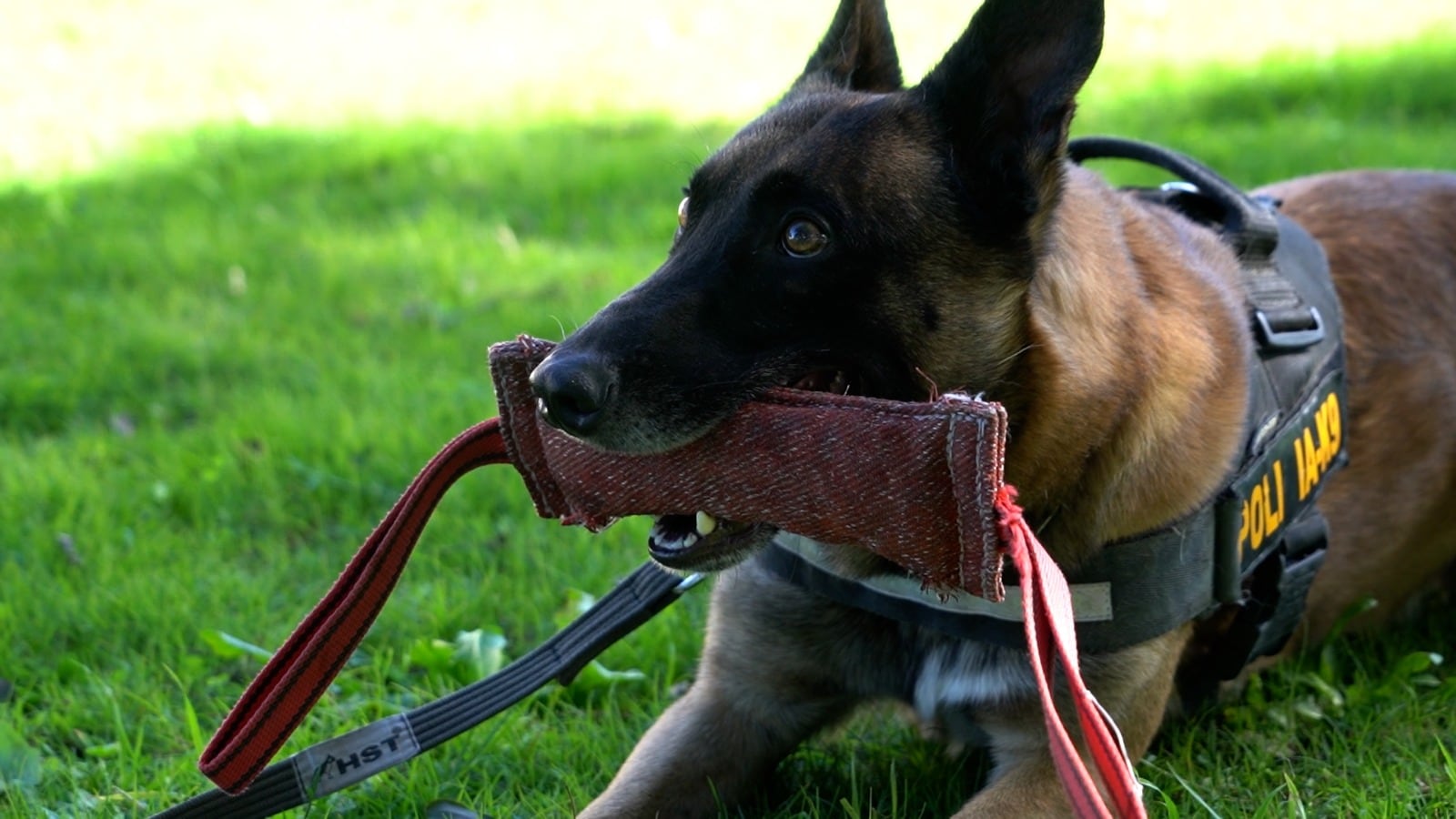 Drago, un perro uruguayo clave para detectar pasta base (Ministerio del Interior)