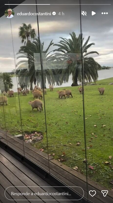 El tierno encuentro con los carpinchos se registró en la casa de Costantini, mostrando la convivencia entre naturaleza y vida familiar