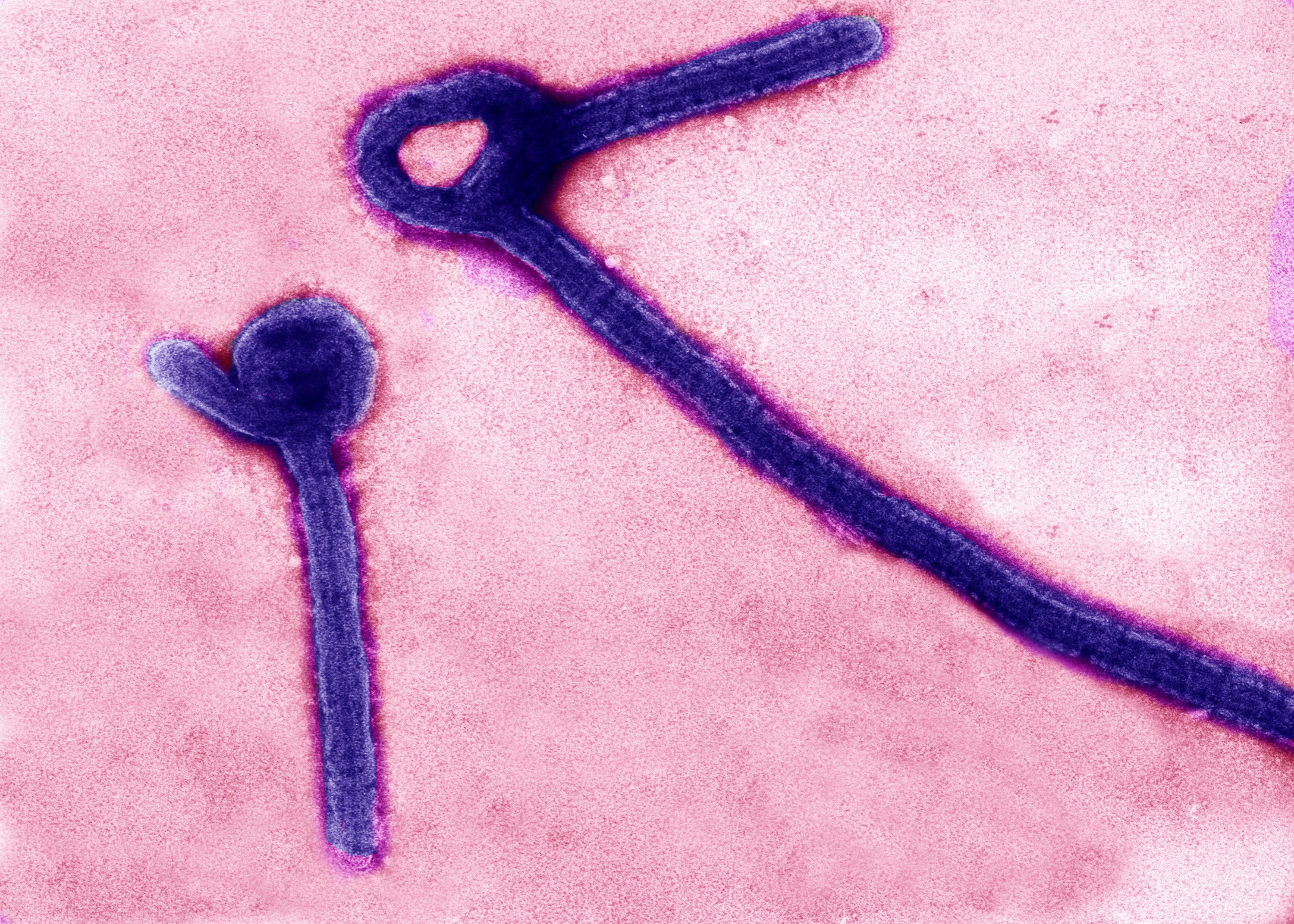 Imagen del virus del ébola. REUTERS/USAMRIID/Handout