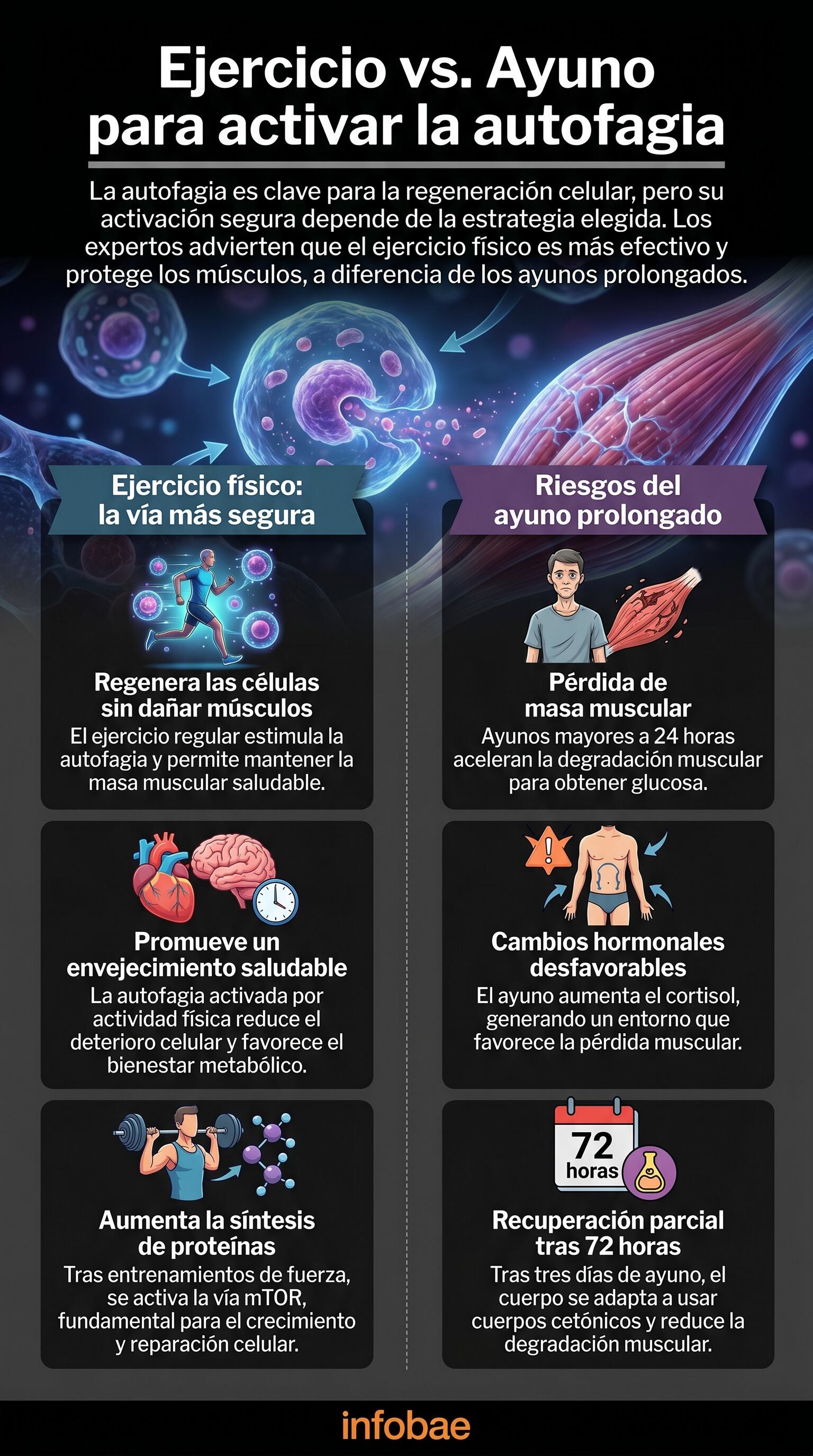 La infografía compara el ejercicio físico y el ayuno prolongado como métodos para activar la autofagia, destacando que el ejercicio es la vía más segura para la regeneración celular y la protección muscular. (Imagen Ilustrativa Infobae)