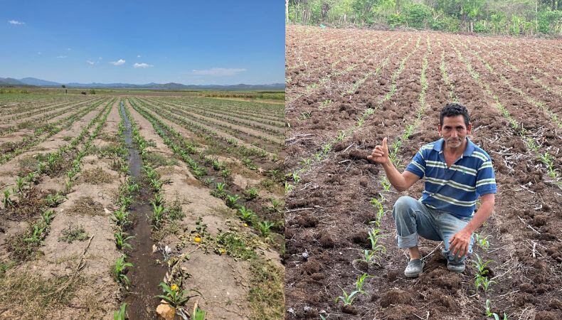 El Gobierno salvadoreño incorporará 60.000 manzanas adicionales de maíz para asegurar el abastecimiento interno y estabilizar precios. (Cortesía: Viceministro Ad-Honorem del MAG Óscar Domínguez)
