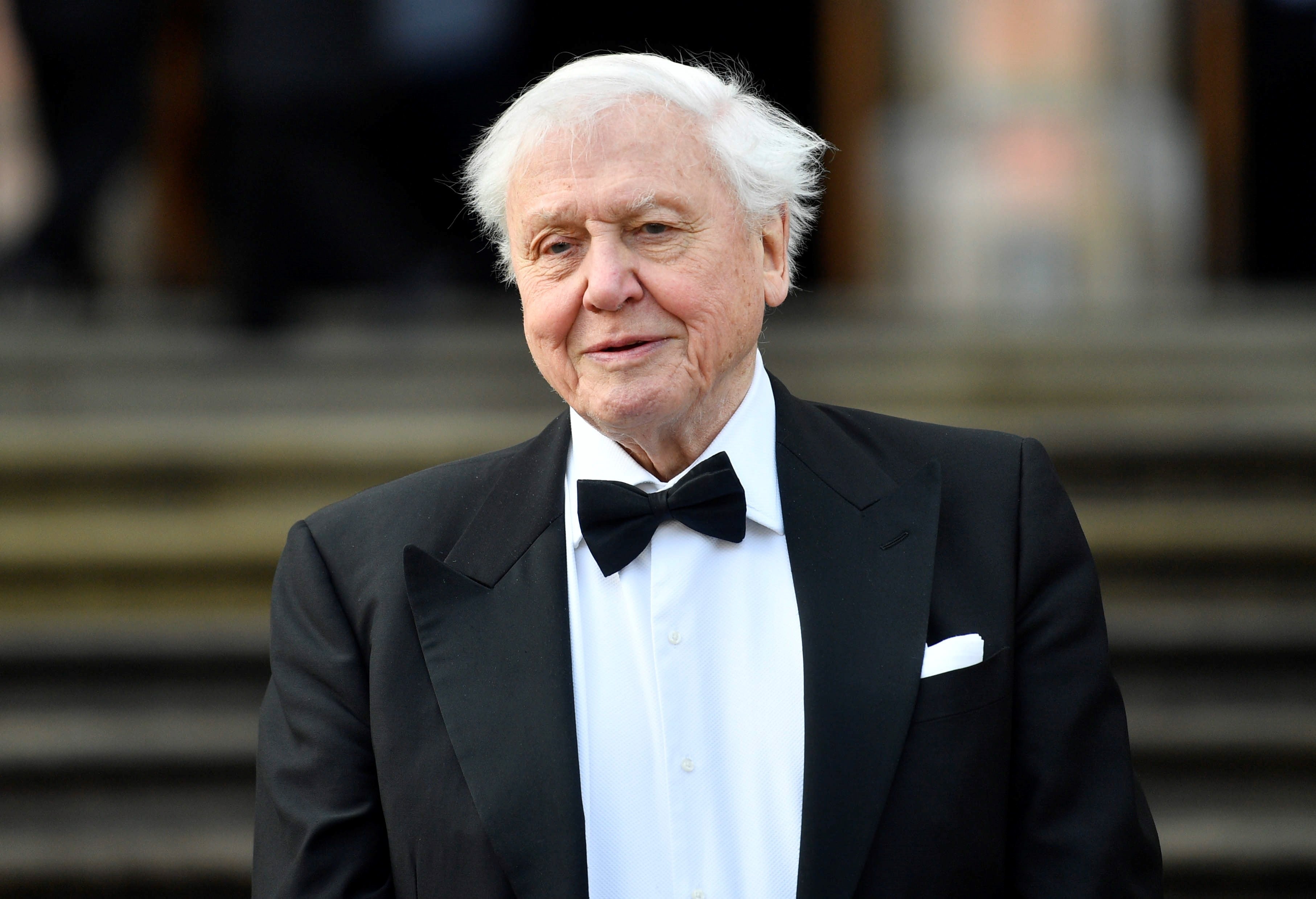 Sir David Attenborough celebró sus 100 años sin rutinas de ejercicio ni dietas estrictas. Atribuye su longevidad a la suerte y hábitos constantes (Archivo EPA/NEIL HALL)
