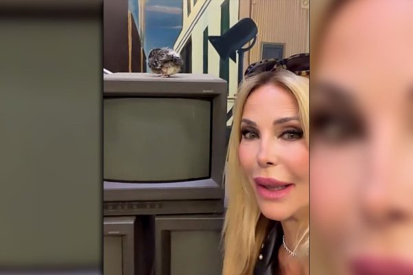 Graciela Alfano presentó a su insólita mascota en televisión: «Nació para la cámara, alfanizada total»