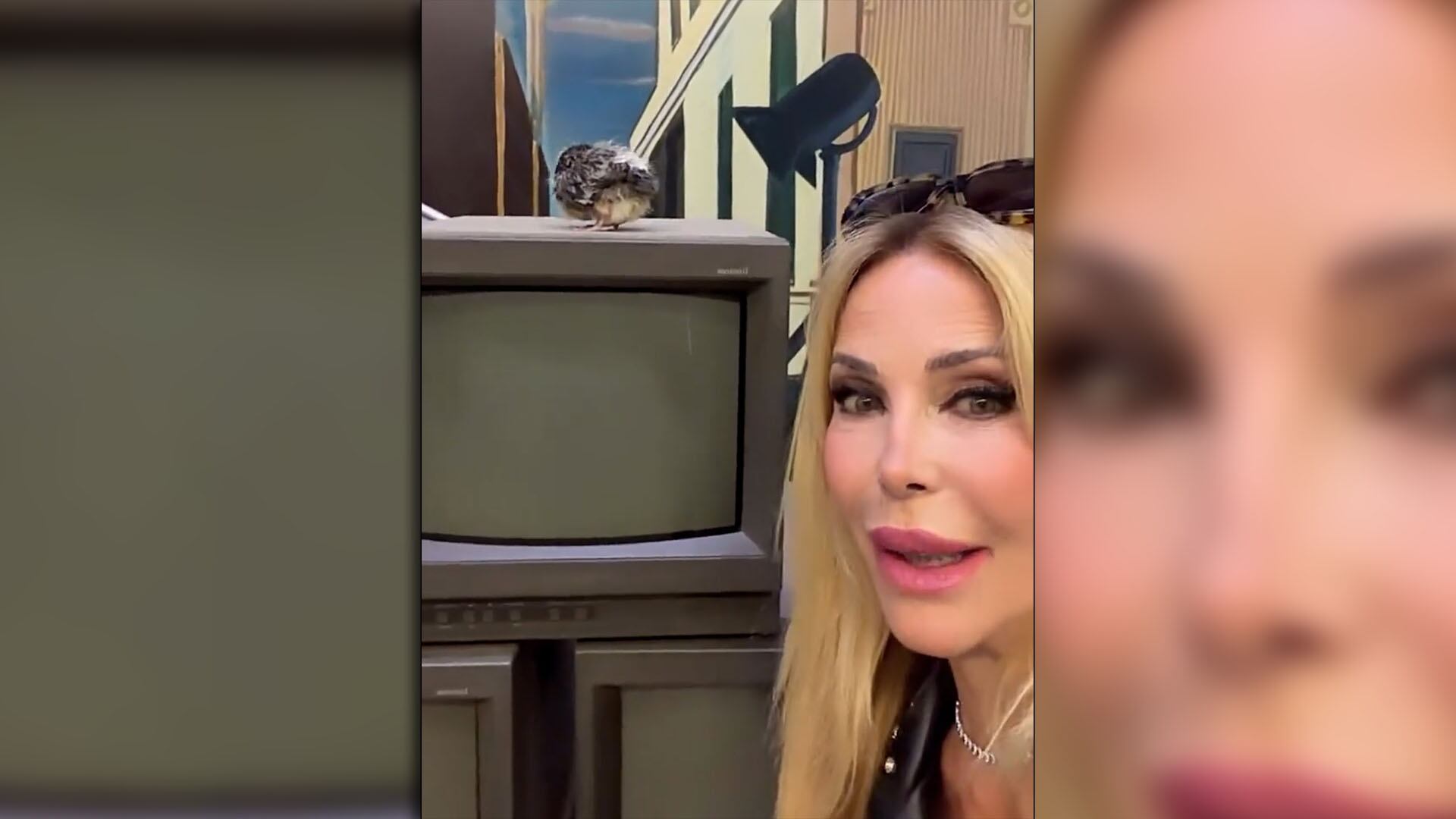Graciela Alfano presentó a su insólita mascota en televisión: «Nació para la cámara, alfanizada total»