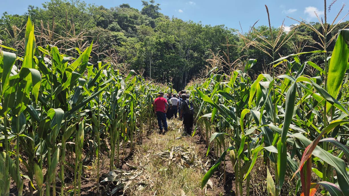 El Ministerio de Agricultura de Guatemala emitió recomendaciones para proteger cultivos y ganado ante el pronóstico del Insivumeh (Foto cortesía MAGA)
