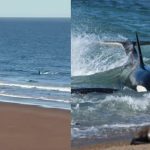Habló el kayakista que fue perseguido por una orca: “Le grité para que se diera cuenta de que no era comida”