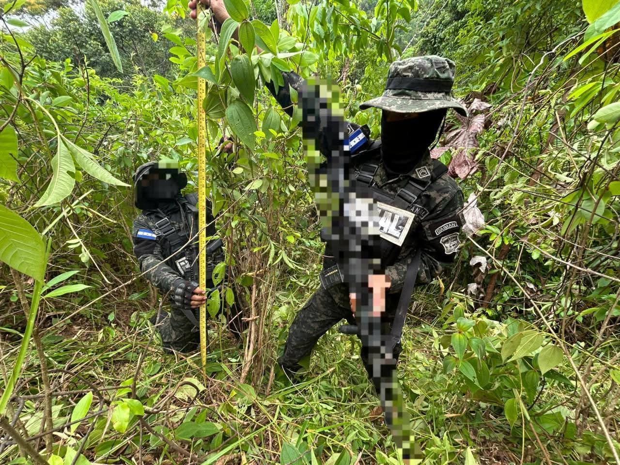 La plantación fue asegurada para iniciar el proceso legal correspondiente. El Ministerio Público coordinará la erradicación del cultivo localizado en Colón. (Foto: Fuerzas Armadas)