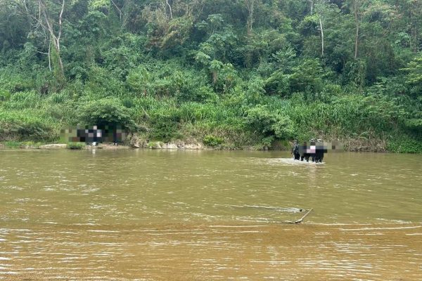 Honduras: Hallan plantación de 16 mil 500 arbustos de coca en Bonito Oriental, Colón