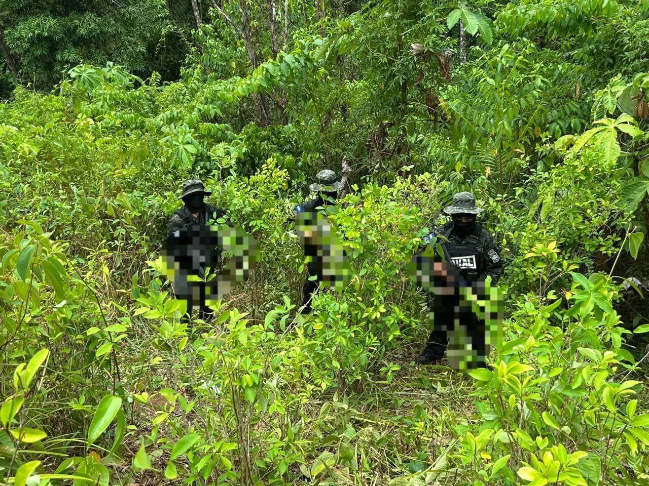 Militares localizaron una plantación de supuesta hoja de coca en una zona montañosa de Bonito Oriental, Colón. El cultivo ilícito ocupaba una extensión aproximada de tres manzanas de terreno. (Foto: Fuerzas Armadas)