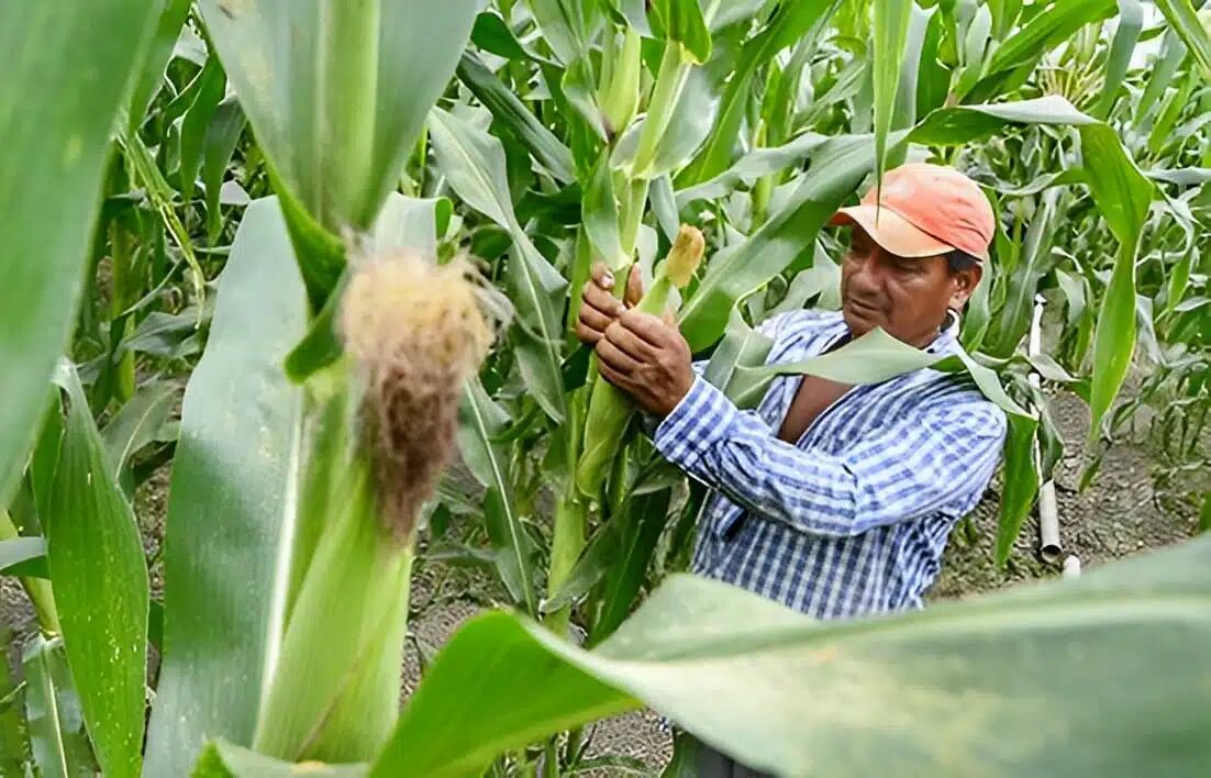 Ramón Rodríguez aseguró que el sector agroalimentario atraviesa una situación crítica por la falta de apoyo estatal. (Foto: Archivo)