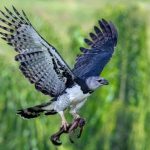 La deforestación, la caza y el tráfico ilegal amenazan el vuelo de las aves migratorias en Panamá