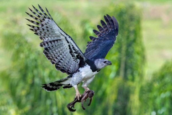 La deforestación, la caza y el tráfico ilegal amenazan el vuelo de las aves migratorias en Panamá