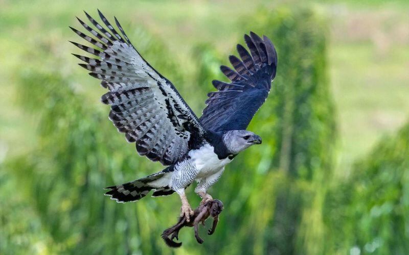 La deforestación, la caza y el tráfico ilegal amenazan el vuelo de las aves migratorias en Panamá