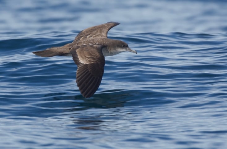 La extinción de las aves migratorias puede generar efectos ecológicos, como el aumento de plagas que afectan cultivos y bosques. MiAmbiente