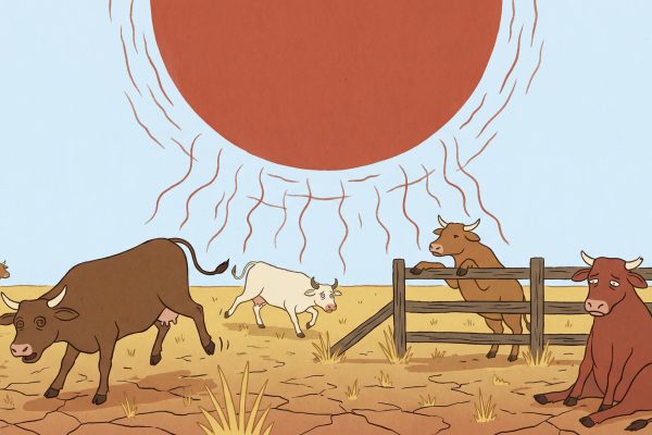 La ola de calor y la sequía afectan gravemente al sector ganadero de Nicaragua, principal motor exportador