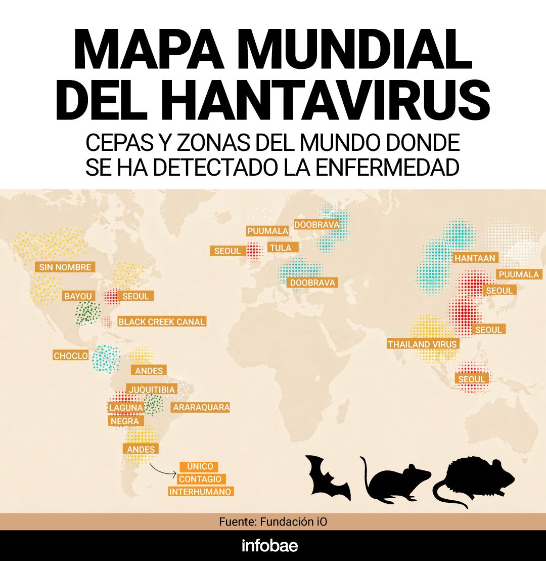 El hantavirus Andes es la única cepa conocida capaz de transmitirse entre personas, pero requiere contacto muy estrecho para propagarse. 