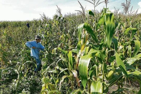 Hombre trabajando con cultivos de maíz. (Foto: Archivo)