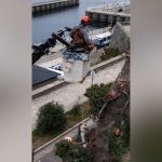 La verdadera motosierra: el intendente de Bariloche se puso al frente de una tala de pinos históricos y encendió una polémica ambiental